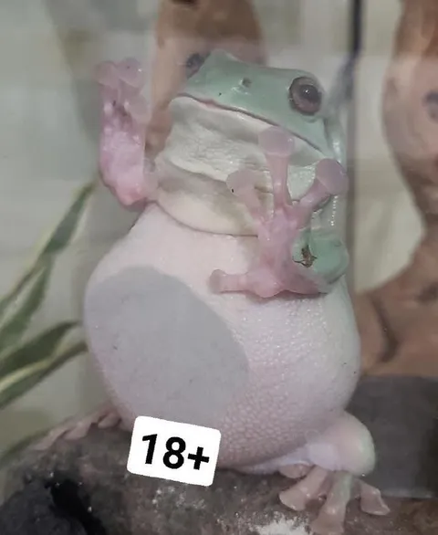 Лягушка с животом 18+