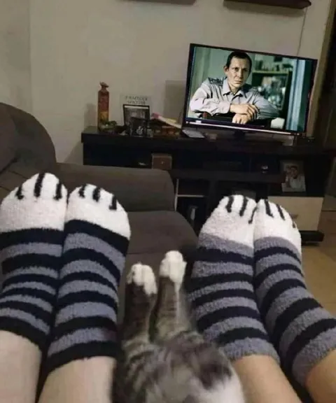 Кот уютно устроился между ног