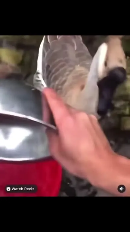 Птица не хочет купаться