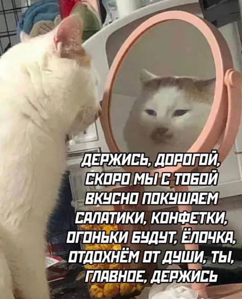 Кот у зеркала держись