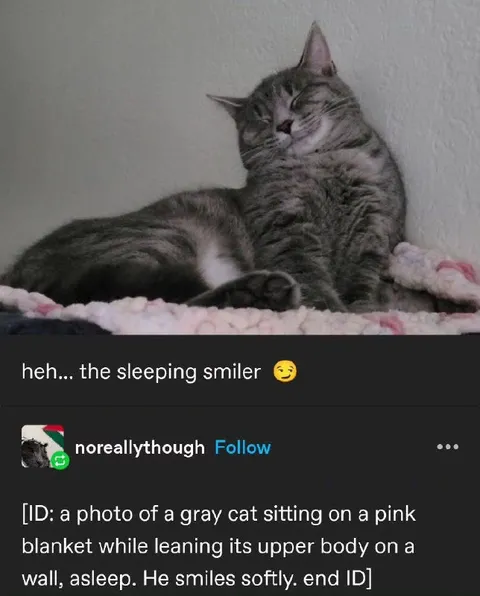 The Sleeping Smiler Cat