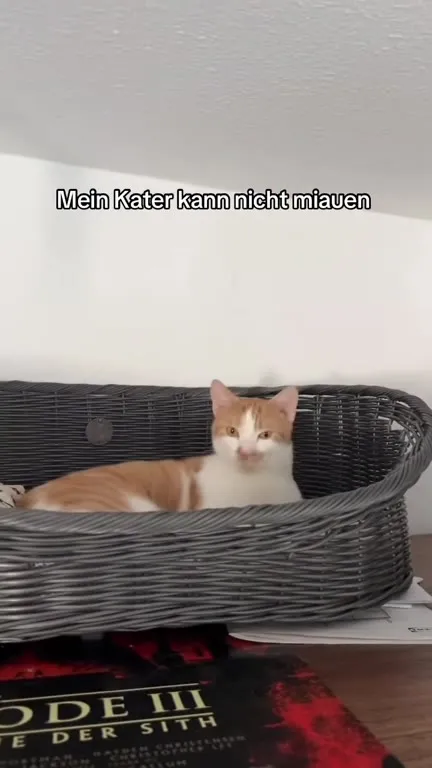 Kater kann nicht miauen