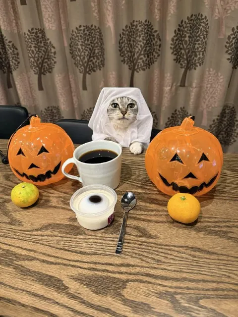 Кот на хэллоуинском чаепитии