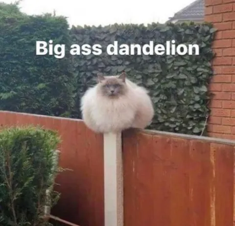 Big Ass Dandelion Cat