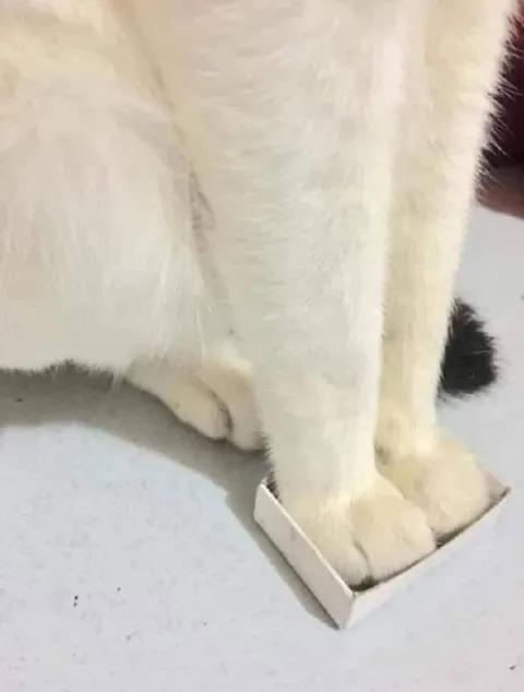 Кот, который влез в коробку