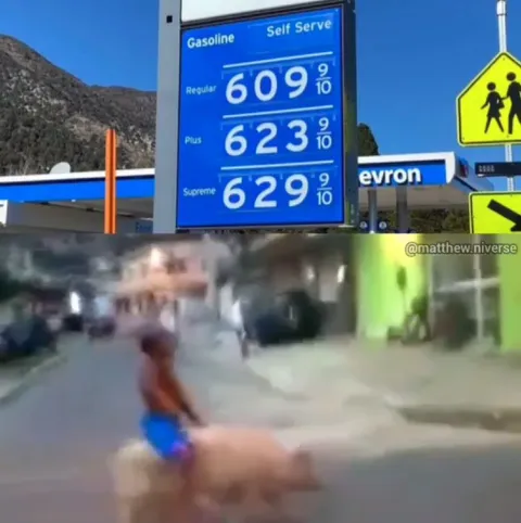 Gas Prices Make Him Ride a Pig