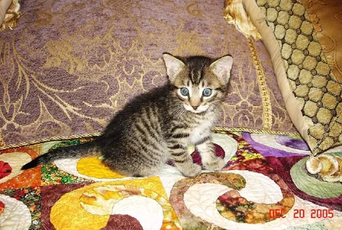 Котёнок на лоскутном покрывале