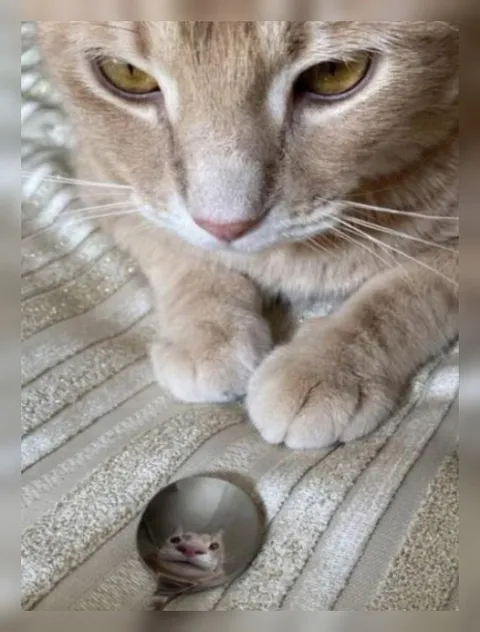 Кот увидел себя в ложке