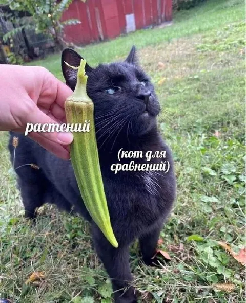 Кот для сравнения растений