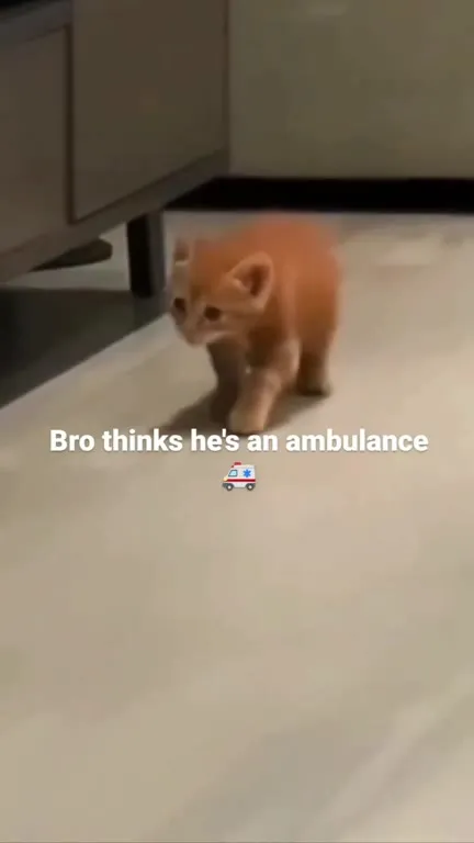 Kitten Thinks It's an Ambulance