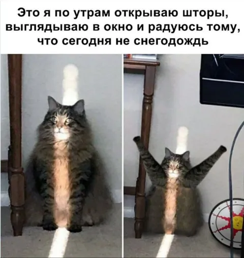 Кот радуется отсутствию снега