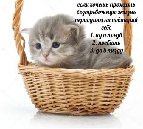 Кот в корзине и безмятежность
