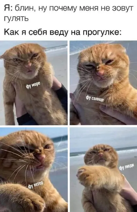 Кот, которого не зовут гулять