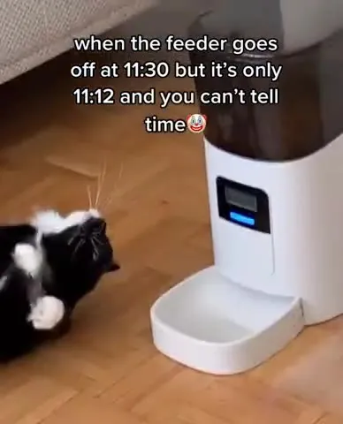 Cat Cannot Tell Time