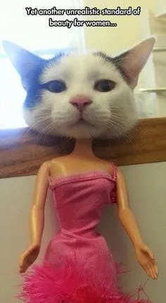 Unrealistic Beauty Standards Cat