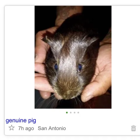 Genuine Pig