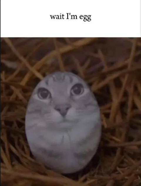 Wait I'm Egg Cat