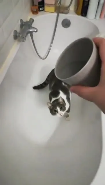 Кот принимает душ из кружки