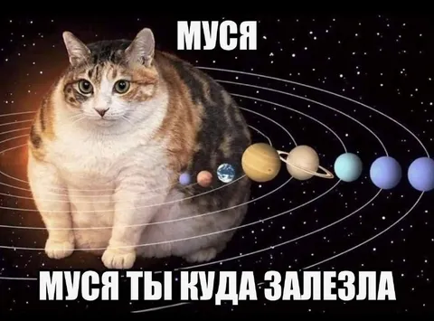 Муся залезла в космос