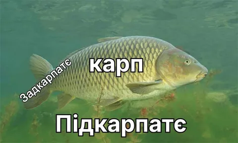 Карп у різних Карпатах