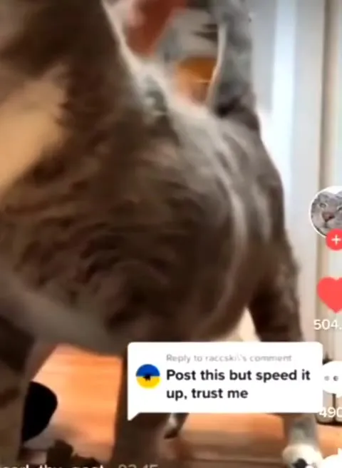 Кот, которого всё ускоряют