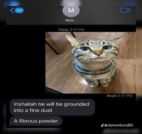 Cat Ground Into Fine Dust
