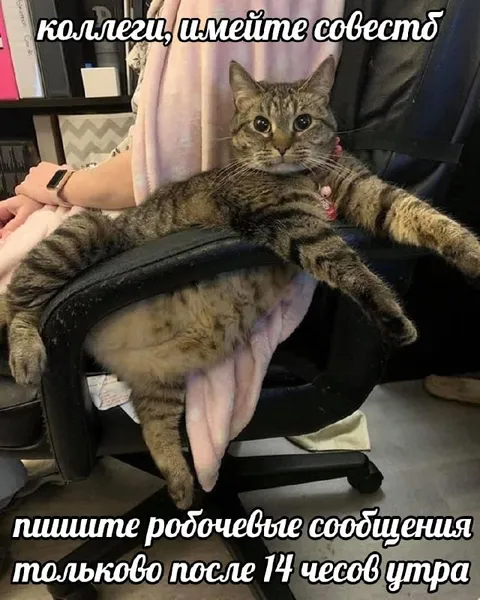 Кот просит не писать утром