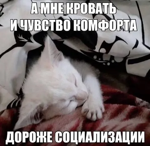 Котёнок выбирает комфорт