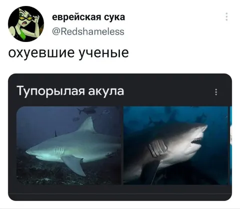Охуевшие ученые и тупорылая акула
