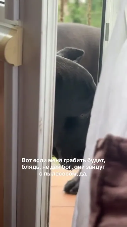 Собака боится пылесоса