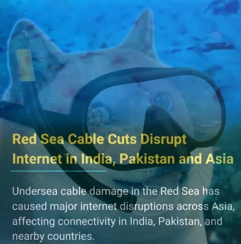 Shark Disrupts Asian Internet