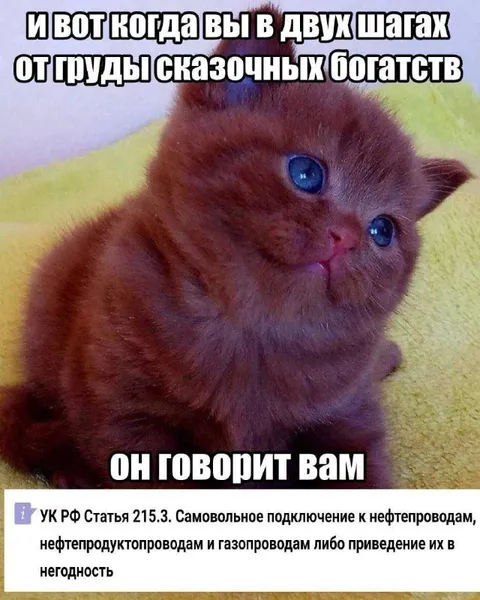 Кот про два шага от богатства