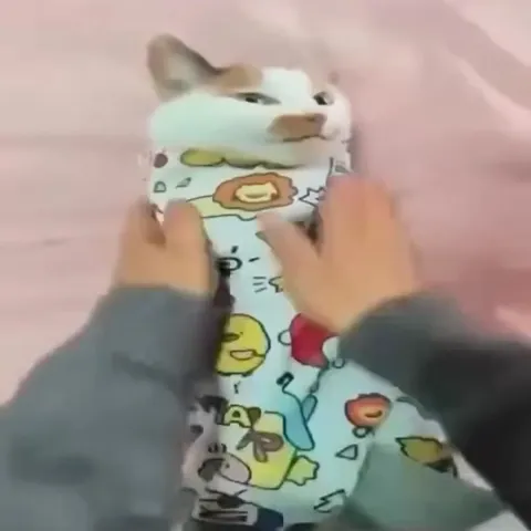 Кот превращается в буррито