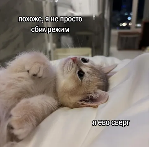Кот, который сбил режим