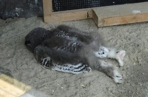 Кот-голубь отдыхает на песке
