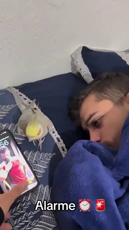 L’alarme qui ne laisse pas dormir