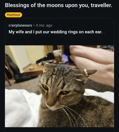 Wedding Rings on Cat Ears