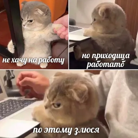 Кот не хочет работать