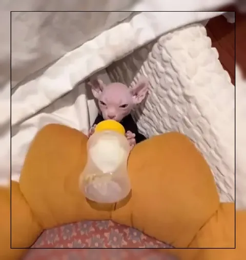 Аксолотль пьёт из бутылочки