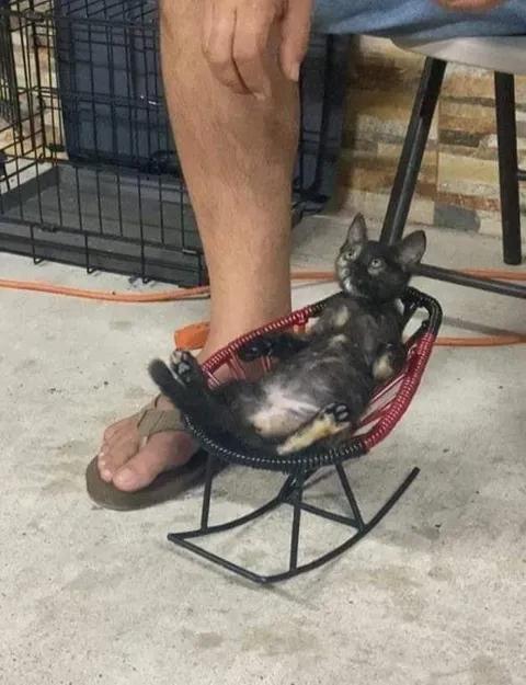 Котёнок в кресле-качалке