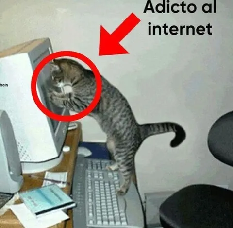 Gato adicto al internet