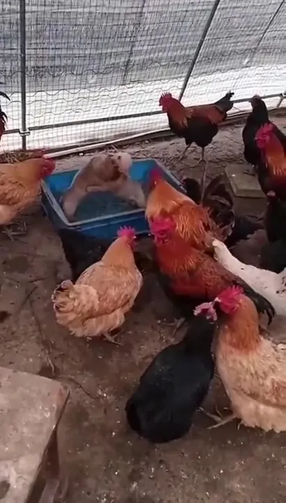 Котята дерутся среди кур