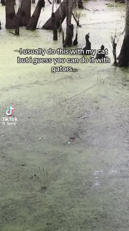 Playing Laser Pointer with Gators