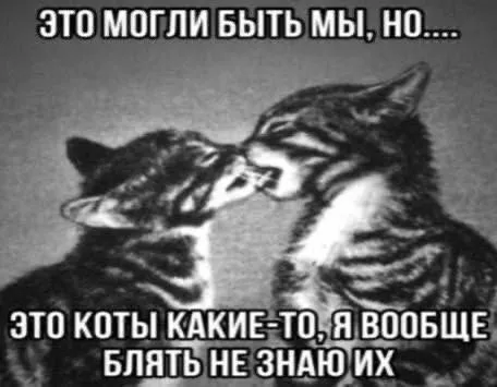 Это могли быть мы, но это какие-то коты