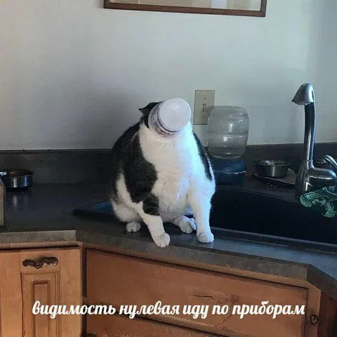 Кот ищет по приборам