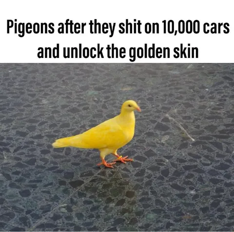 Pigeon Unlocks Golden Skin