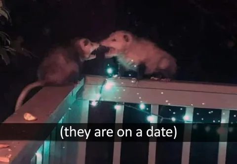 Rats on a Date