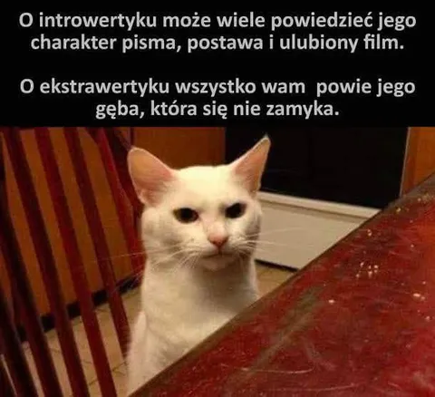 Ekstrawertyk, któremu się gęba nie zamyka