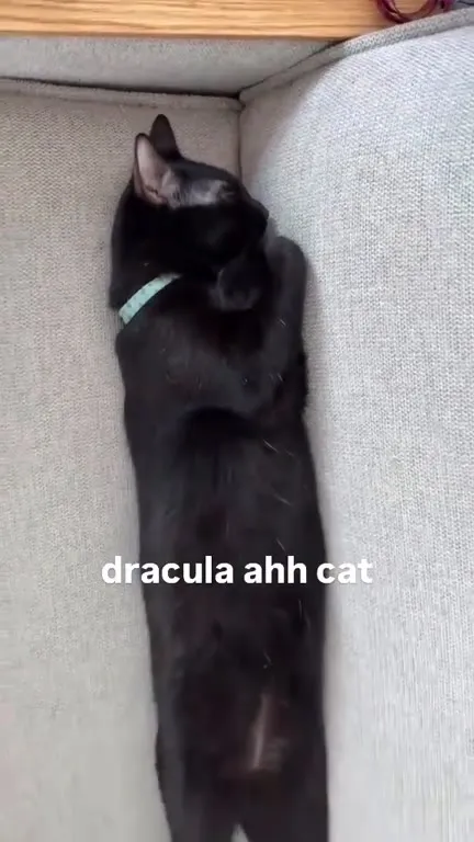 Dracula Ahh Cat