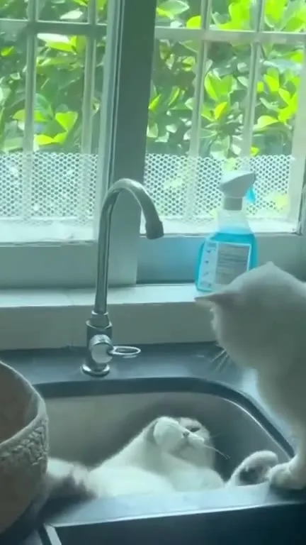 Кот включает воду в раковине